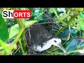 Lagu White-breasted Waterhen Eggs Hatching Among Strong Wind – Bird Nest Incubation \u0026 Decoration
