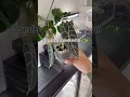 Lagu Repot time!🌱✨ rareplantninja.com for self-watering cup! #alocasia #plants #corm #plantdad #repot