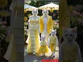 Download Lagu cat family 🥰♥️🥰😻#cat #meow