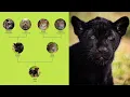 Download Lagu The Jaguar Family Tree (3 Generations)