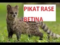 Download Lagu SUARA ANAK RASE MEMANGGIL INDUKNYA / PIKAT RASE BETINA