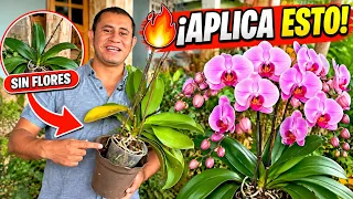 🔥 ¡El TRUCO para Estimular la FLORACIÓN de tus Orquídeas Phalaenopsis!