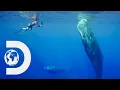 Serene Whale Pod Sleeping Together In Harmony Chasing Ocean Giants