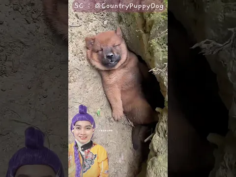 Doggy Pura-Pura Tidur 😆😆 #funny #dubbing CountryPuppyDog