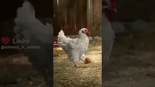 اغنية دجاجتي الكبيرة تعيش في الحظيرة 