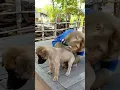 SokYaa Family Takes Care of Puppies Heartwarming