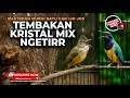 Download Lagu Tembakan Kristal Cucak Cungkok Gacor Mix Beset Rapet Cucak Jenggot Gacor Mix Prenjak Tir Betina