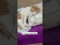 Download Lagu Cute cat dian name Masha Allah.
