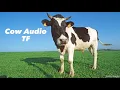Cow Transformation TF TG