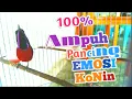 Download Lagu KOLIBRI NINJA GACOR FULL TEMBAKAN MEWAH.! MATERI SULTAN ISIAN PANJANG..Konin Gacor