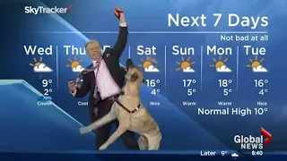 Ripple the dog doesn t care about the weather forecast