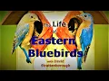 The Life of Eastern Bluebirds a short documentary inspired by Sir David Attenborough