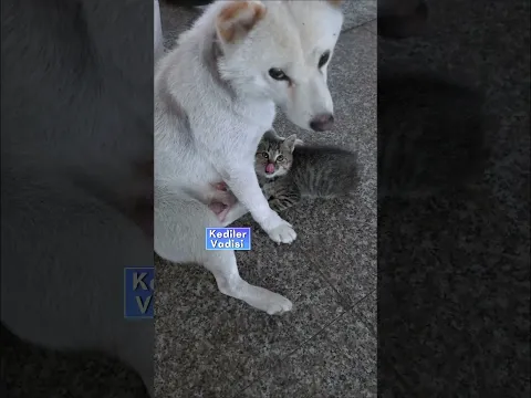 Anne köpek o kadar sevgi dolu ki, kendisini emen tatlı yavru kediyi reddedip geri çevirmemiş❤️🔺️😻