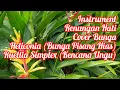 Download Lagu Instrument Cover Renungan Hati View Flower Heliconia (Pisang Hias) - Ruellia Simplex (Kencana Ungu)