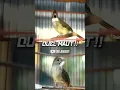 DUET MAUT CUCAK JENGGOT VS KAPAS TEMBAK !!!