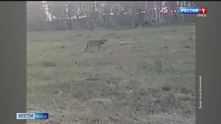 Жители Кормиловского района опасаются диких волков
