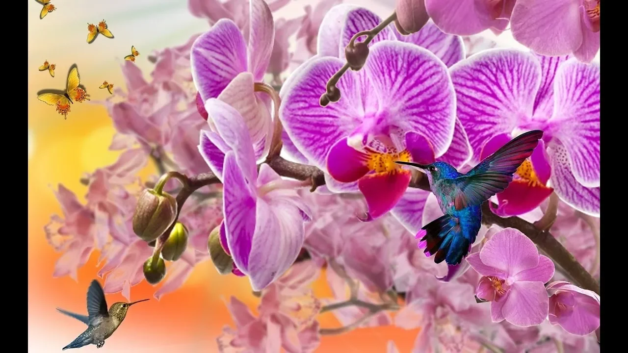 COMO CUIDAR ORQUIDEAS DENTRO DE CASA