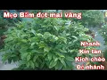 Download Lagu Mẹo Rong lá Bấm đọt Tỉa cành giúp cho mai vàng nhanh kín tàn kẹo Nụ.