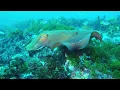 Download Lagu australian giant cuttlefish (sepia apama) changing shape and colours
