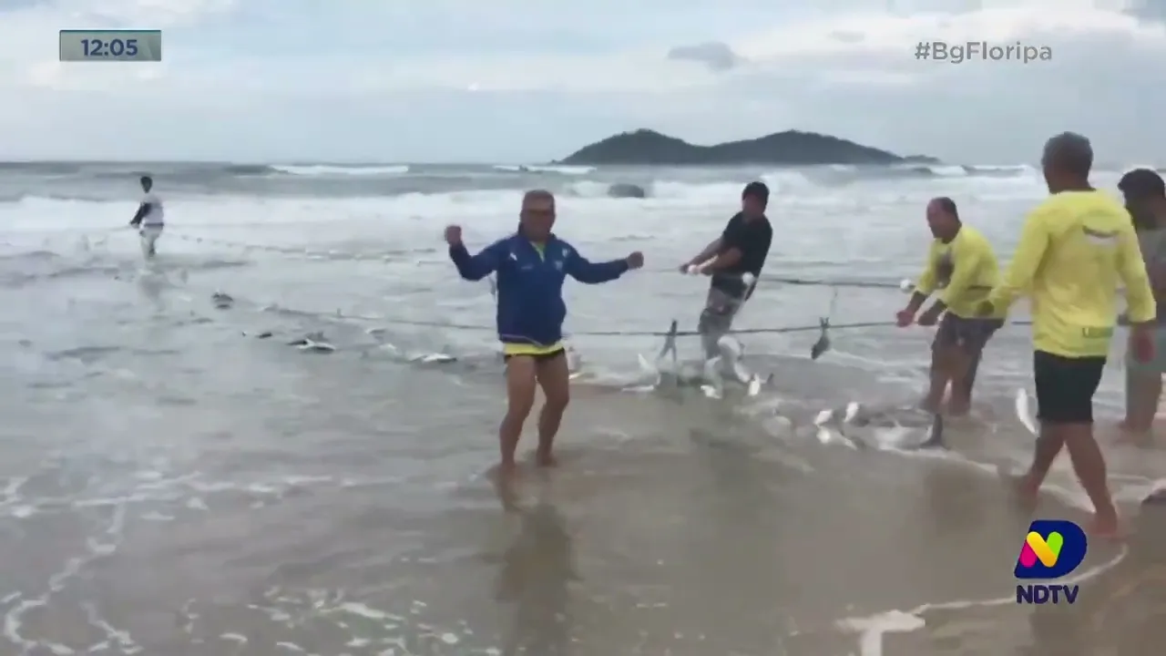 Tainhas são capturados na praia do Moçambique