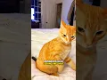 Download Lagu Kucing Oren Selalu Marah dan Jutek Sama Majikannya🐱😊