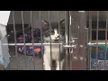 Beaumont Pets Alive works to reduce euthanasia amid rising summer intakes