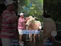 Download Lagu Irfan Hakim Siapkan Sapi dan Domba Jumbo untuk Disembelih saat Idul Adha