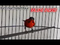 Download Lagu Burung kolibri sepah raja gacor, cocok untuk pancingan sepah raja agar bunyi \u0026 gacor