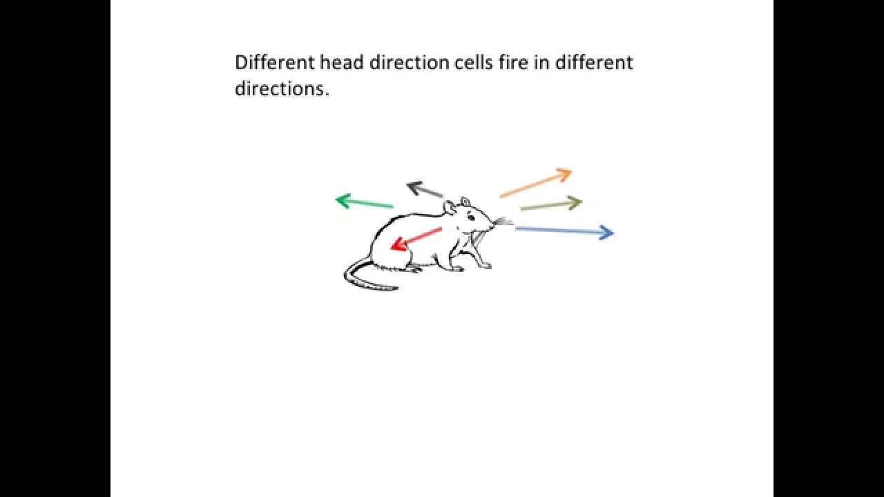 Head Direction Cells: Neural Compass in Mammalian Brains