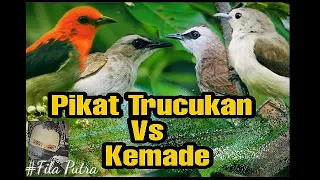 suara pikat burung trucukan vs kemade