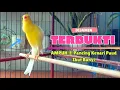 Download Lagu TERBUKTI !!! Suara Pancingan KENARI Paud Belajar Bunyi Ngeriwik || Masteran KENARI Paud || Part 158
