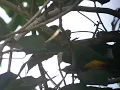 Download Lagu Burung Walik kembang / Ptilinopus melanospilus / Black-naped Fruit-dove