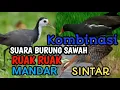 Download Lagu Kombinasi Suara Burung Sawah(Ruak Ruak, Mandar \u0026 Sintar)