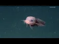 Download Lagu Researchers discover new 'Bumpy Snailfish' in deep sea, off California's coast