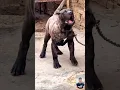 Download Lagu Monster Presa Canario – The Ultimate Guard Dog Beast! 🔥🐕