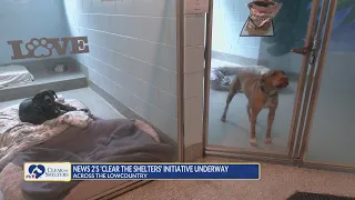 Clear the Shelters returns Saturday with free and discounted pet adoptions across the Lowcountry