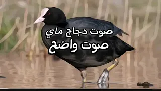 صوت دجاج ماء بدايت موسم صافي دعولي 