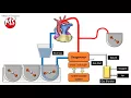 Cardiopulmonary bypass CPB circuit