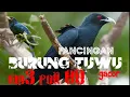 Lagu BURUNG TUWU GACOR