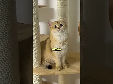 This Cat Did NOT Fall For His Pranks! 💀