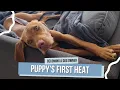 Dog in Heat Guide to a Puppy s First Heat
