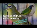 Download Lagu PIKAT BURUNG PLECI \u0026 CUCAK KINOI GUNAKAN SUARA INI ❗️