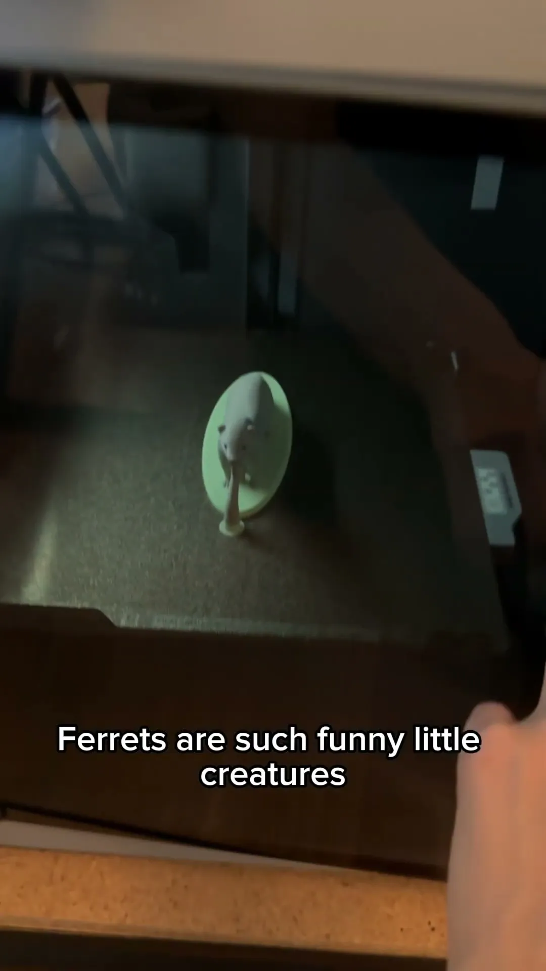 Ferret