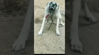 Dog Barking Videos 4kviral Status Ytshorts  Dog Barking Videos 4kviral Status Ytshorts