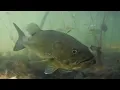 The Hidden World of the Largemouth Bass
