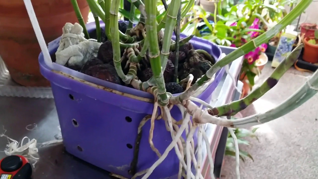 HOW I (TO) : TAKING CUTTINGS OFF MY CATTLEYA ORCHIDS
