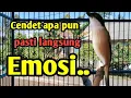 Download Lagu CENDET GACOR FULL MATERI. Sekali putar cendet Apa pun pasti langsung Emosi.