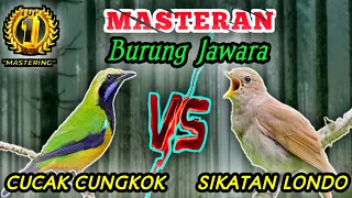 Download CUCAK CUNGKOK VS SIKATAN LONDO MP3