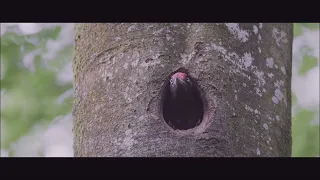 ARGOAT bande annonce