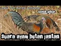 Suara Ayam Hutan Hijau||suara ayam hutan jantan